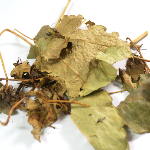 담쟁이덩굴 잎 50g (Acer Nikoense) 국산