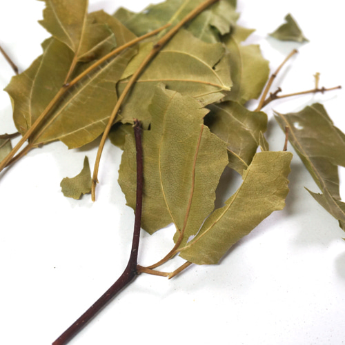 대추나무잎 50g (Ziziphus Jujuba Leaf) 국산