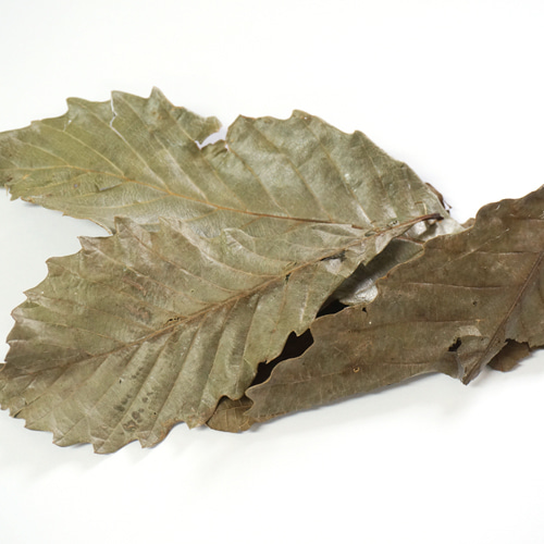 떡갈나무 잎 50g (Quercus dentata Leaf) 국산