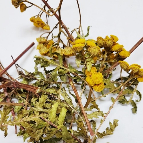 탄지 전초 50g (Tanacetum vulgare) 국산-청주