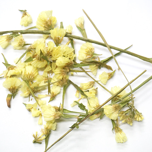 갯질경이속(노랑) 스타티스 50g (Limonium (Statice) Flower) 국산