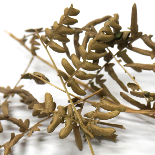 고비 전초 50g (Osmunda japonica) 국산-청주