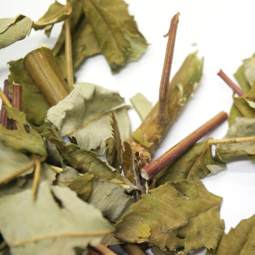붉나무 잎/줄기 50g (Rhus Semialata Leaf/Stem) 국산-청주