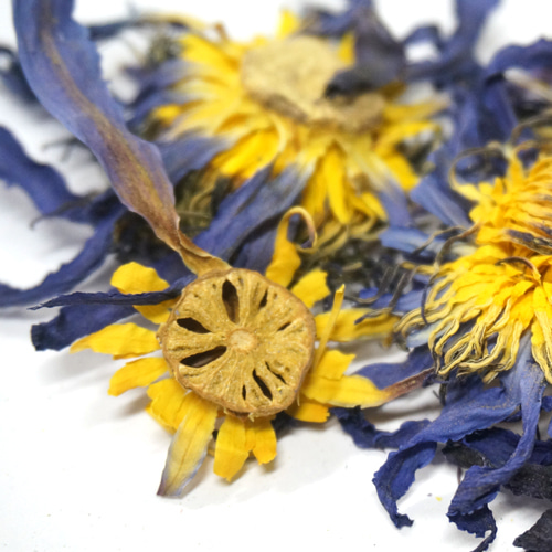 푸른연꽃 50g (Nymphaea Caerulea Flower) 인도산