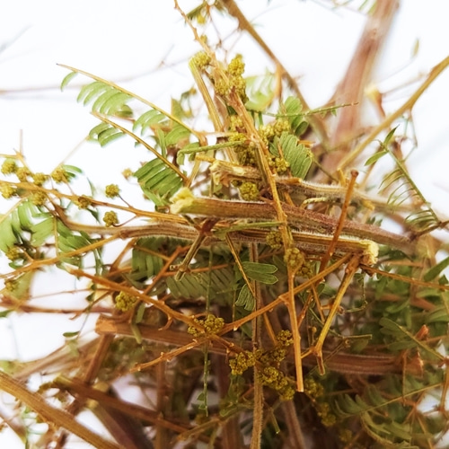 미모사아카시아꽃/줄기 50g (Acacia Dealbata Flower/Stem) 국산-청주