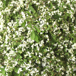 조팝나무 꽃 100g (Spiraea Prunifolia Flower) 국산-청주