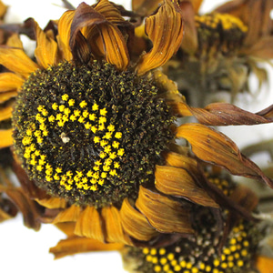 해바라기 꽃 50g (Helianthus Annuus (Sunflower) Flower) 국산-청주