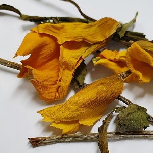 물칼라(노랑) 50g (Zantedeschia Aethiopica(Yellow)) 국산-청주