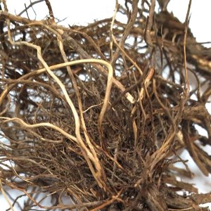 로즈마리뿌리 50g (Rosmarinus Officinalis Root) 국산-청주