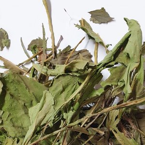 서양민들레 잎 50g (Taraxacum Officinale (Dandelion) Leaf) 국산-청주