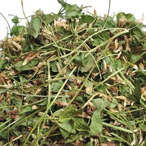 토끼풀(네잎클로버잎) 100개 (Trifolium Repens) 국산-청주