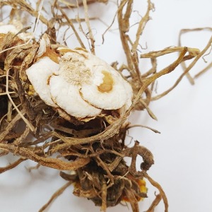 마돈나백합뿌리 50g (Lilium Candidum Root) 국산-청주