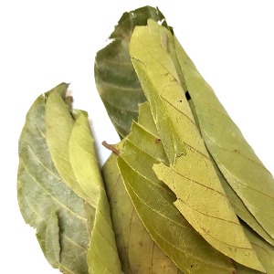 람부탄 잎 50g (Nephelium Lappaceum Leaf) 스리랑카