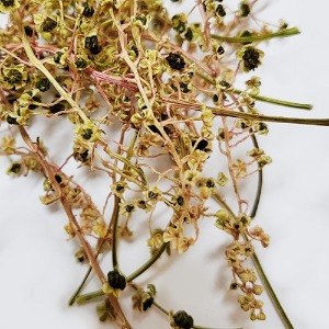 미국자리공 꽃 50g (Phytolacca Decandra Flower) 국산-청주