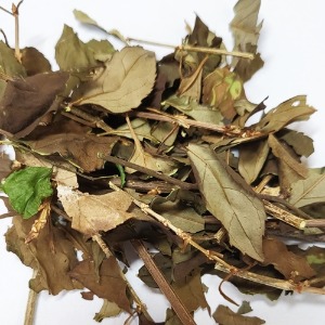 개나리가지/잎 50g (Forsythia Koreana Branch/Leaf) 국산-청주