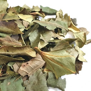 황칠나무잎 100g (Dendropanax Morbiferus Leaf) 국산-진도