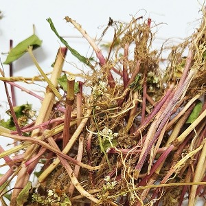 메밀(전초) 50g (Polygonum Fagopyrum (Buckwheat)) 국산-청주