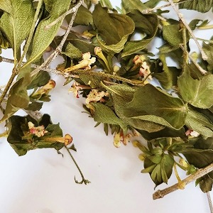 꽃댕강나무꽃/잎/줄기 50g (Abelia x grandiflora(Mangsan Abelia) Flower/Leaf/Stem) 국산-청주