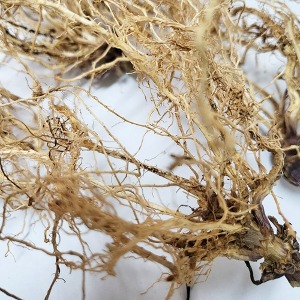 옥수수뿌리 50g (Zea Mays (Corn) Root) 국산-청주
