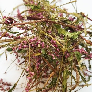 털여뀌(전초) 50g (Persicaria orientalis) 국산-청주