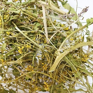 속속이풀(전초) 50g (Rorippa palustris) 국산-청주