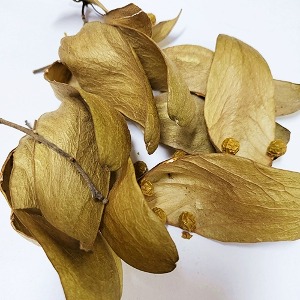 벽오동꽃 50g (Sterculia Platanifolia Flower) 국산-청주