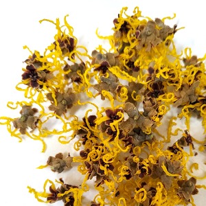 버지니아풍년화꽃(최소량) (Hamamelis Virginiana (Witch Hazel) Flower) 국산-청주