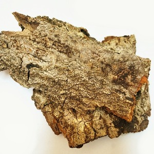 칠엽수껍질 50g (Aesculus Chinensis Bark) 국산-청주