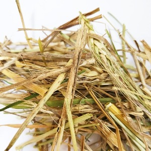밀(전초) 50g (Triticum Aestivum (Wheat)) 국산-청주