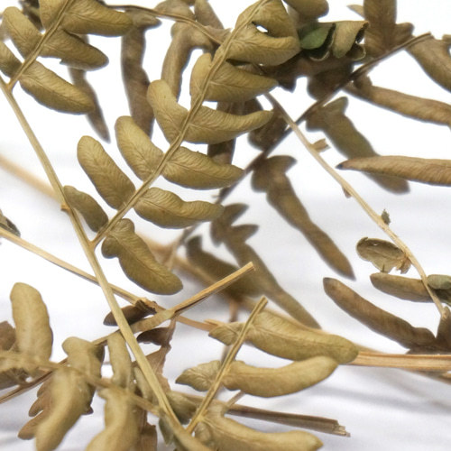 고비 전초 50g (Osmunda japonica) 국산-청주