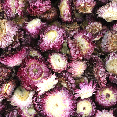 밀집꽃(에버라스팅/칠색데이지/스트로우 플라워) 퍼플 1kg (Xerochrysum Bracteatum (Strawflower) Flower (Purple)) 중국산
