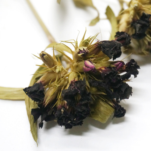 패랭이꽃(석죽) 50g (Dianthus Chinensis Flower) 국산