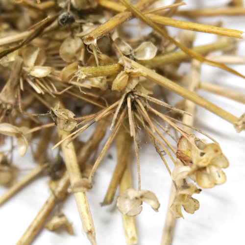 부추 전초 50g (Allium Tuberosum) 국산