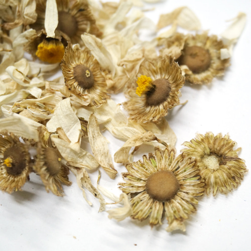샤스타데이지 전초 50g (Chrysanthemum Burbankii) 국산-청주