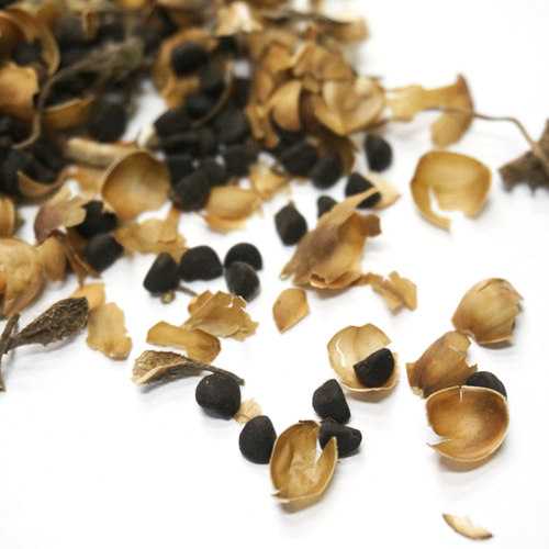 미국나팔꽃 씨 50g (Ipomoea Hederacea Seed) 국산-청주