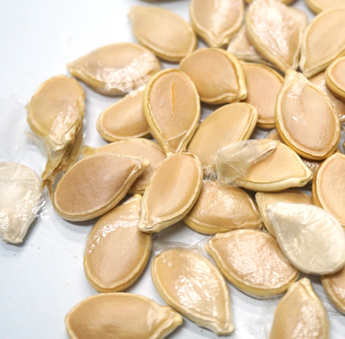 서양호박씨(단호박) 50g (Cucurbita Maxima Seed) 국산-청주