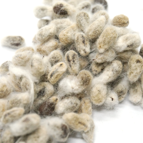 코튼(목화) 씨 50g (Gossypium Herbaceum (Cotton) Seed) 국산