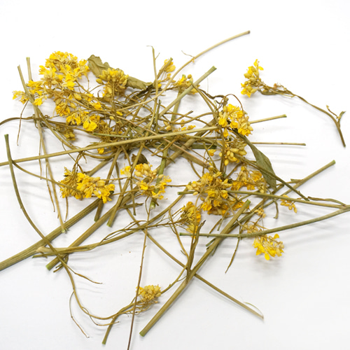 유채꽃 50g (Brassica Campestris (Rapeseed) Flower) - 한국