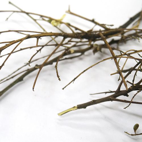 회화나무 가지 50g (Sophora Japonica Branch) 국산-청주