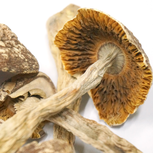 주름버섯 50g (Psalliota Campestris (Mushroom)) - 한국
