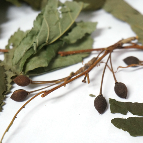 왕벚나무 잎 50g (Prunus Yedoensis Leaf) 국산-청주