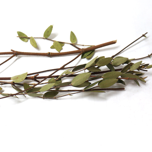 유칼립투스잎/잔가지 50g (Eucalyptus Globulus Leaf/Twig) 국산-청주
