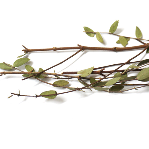 유칼립투스잎/잔가지 50g (Eucalyptus Globulus Leaf/Twig) 국산-청주
