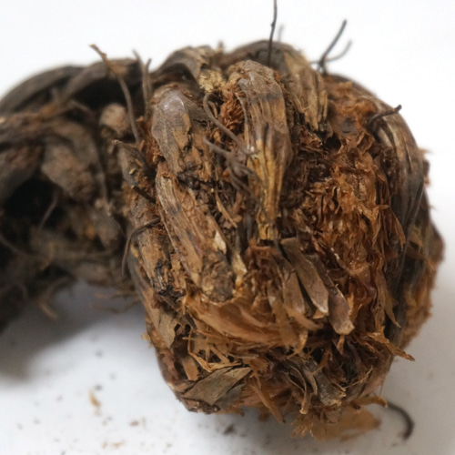 관중뿌리 50g (Dryopteris Crassirhizoma Root) 중국