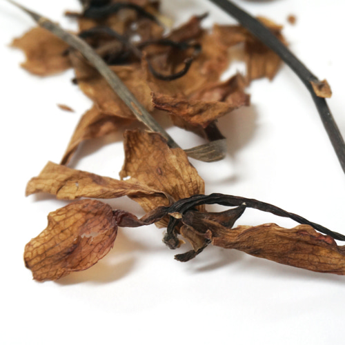 팔라이놉시스 로비 50g (Phalaenopsis Lobbii) 국산