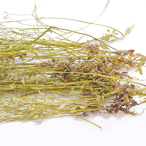 애기장대 전초 50g (Arabidopsis Thaliana) 국산-청주