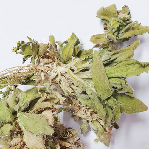 꽃다지 전초 50g (Draba Nemorosa) 국산-청주