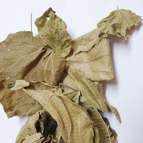 예덕나무 잎 50g (Mallotus Japonicus Leaf) 국산-청주