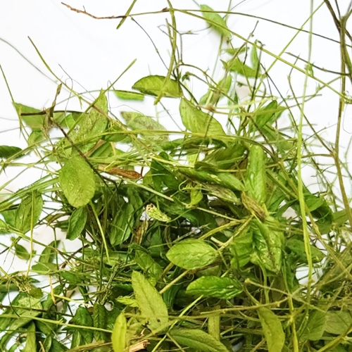 살갈퀴 전초 50g (Vicia angustifolia var. segetilis(Thuill)) 국산-청주