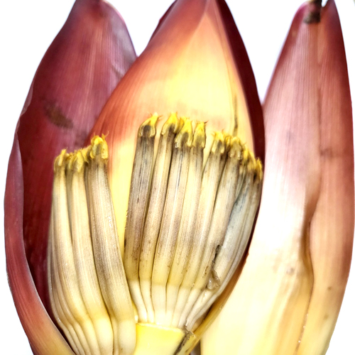 바나나꽃 1kg (Musa Sapientum (Banana) Flower) 태국